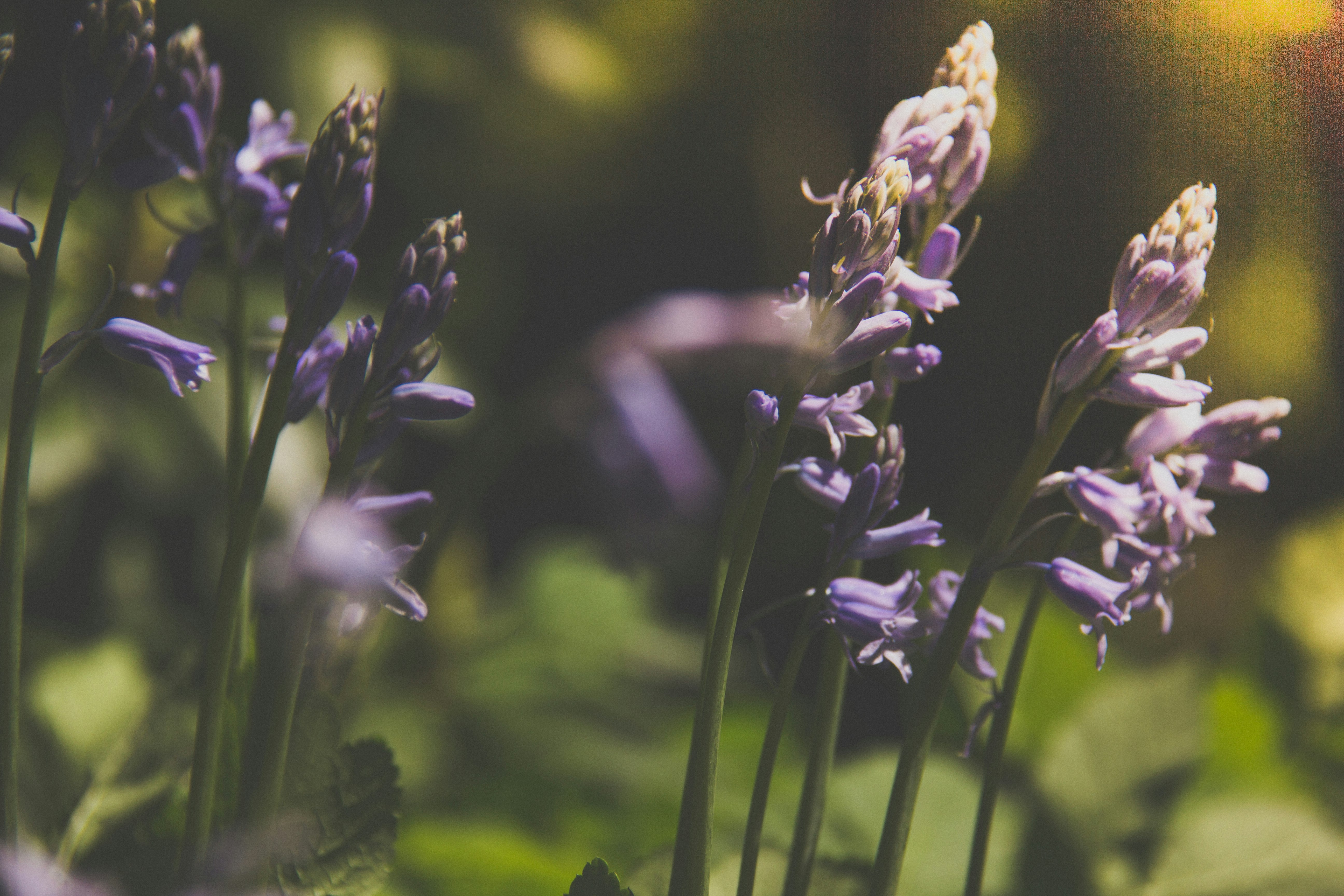 close-up photography of purple flowers